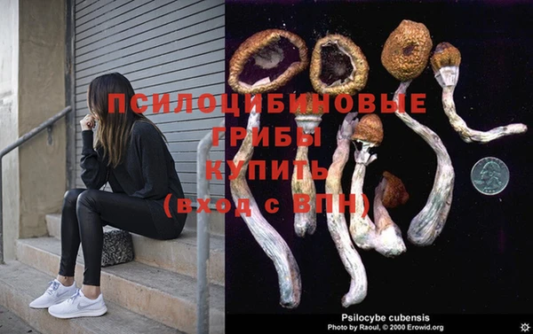 крисы Бородино